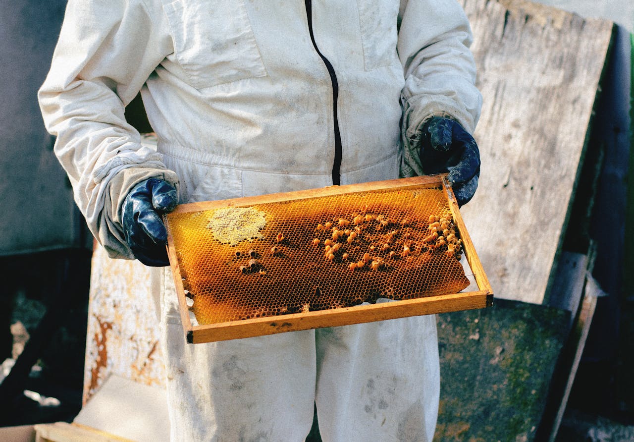 Beekeeper in protective suit holding a honey-filled comb frame. Daylight outdoor setting.